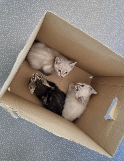 Les 3 chatons retrouvés près des colonnes de tri ont été adoptés !