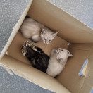 Les 3 chatons retrouvés près des colonnes de tri ont été (...)